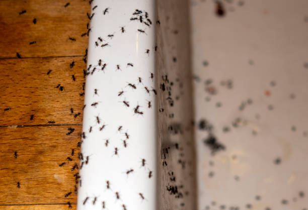 Best Pest Inspection Near Me  in Riverse, ID
