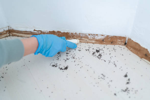 Best Local Pest Control Services  in Riverse, ID